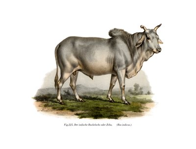 Malian Zebu Cow by German School